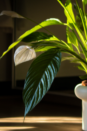 How to Get a Peace Lily to Bloom Again: Simple Tips That Really Work
