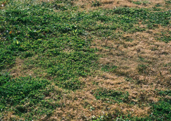 How to Control Weeds Naturally Using Simple Home Methods