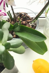 How to Revive Weak Orchid Roots: Simple Care Tips That Work