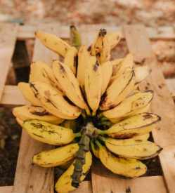 How to Keep Bananas Fresh for Longer Without Them Turning Brown