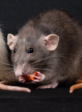 This Simple Method May Help Reduce Rats and Roaches at Home