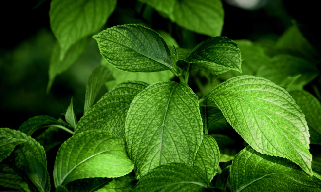 Bitter Leaf Benefits: How This Leaf May Support Overall Wellness