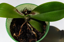 Just a Teaspoon of This May Help Your Orchid Bloom More Beautifully