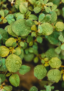 The Powerful Plant Everyone Is Talking About: Benefits and Uses Explained